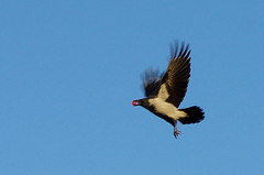 Corvus cornix