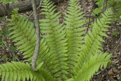 Dryopteris crassirhizoma
