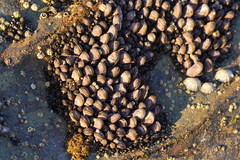Brachidontes rostratus