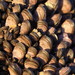 Beaked Mussel - Photo (c) Reiner Richter, some rights reserved (CC BY-NC-SA), uploaded by Reiner Richter