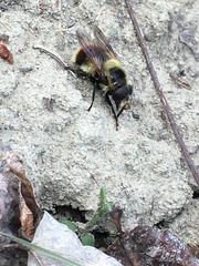 Volucella bombylans