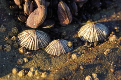 Siphonaria funiculata