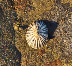 Siphonaria funiculata