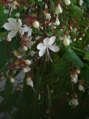 Clerodendrum schmidtii