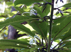 Clermontia parviflora