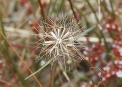 Microseris douglasii