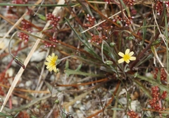 Microseris douglasii