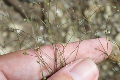 Hesperolinon micranthum