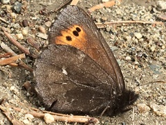 Erebia mancinus