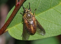 Silvius gigantulus