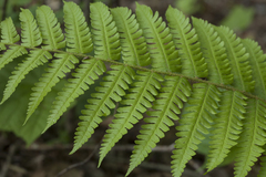 Dryopteris crassirhizoma