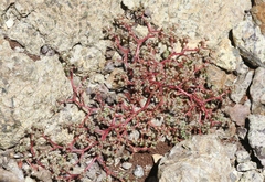 Chorizanthe aphanantha