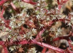 Chorizanthe aphanantha