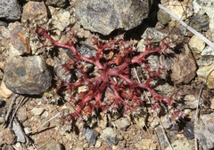 Chorizanthe aphanantha