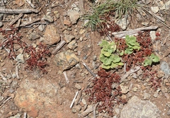 Chorizanthe aphanantha