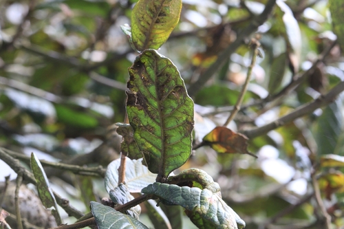 Image of Quercus costaricensis by no rights reserved