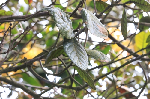 Image of Quercus costaricensis by no rights reserved