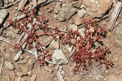 Chorizanthe aphanantha