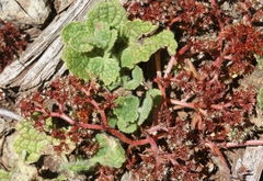Chorizanthe aphanantha
