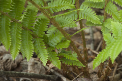 Dryopteris crassirhizoma