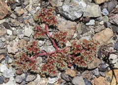 Chorizanthe aphanantha