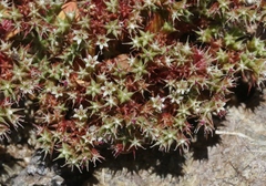 Chorizanthe aphanantha