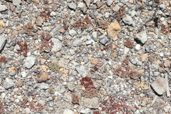 Chorizanthe aphanantha