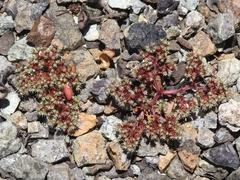 Chorizanthe aphanantha