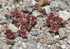 Chorizanthe aphanantha