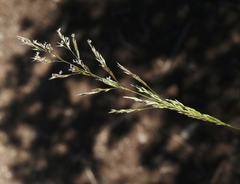 Agrostis pallens