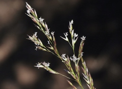 Agrostis pallens