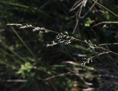 Agrostis pallens