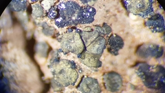 Placidium pilosellum