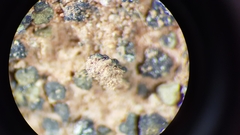 Placidium pilosellum