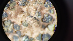 Placidium pilosellum