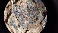 Placidium pilosellum