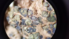 Placidium pilosellum