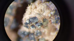 Placidium pilosellum