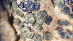 Placidium pilosellum