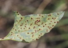 Puccinia convolvuli