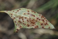 Puccinia convolvuli
