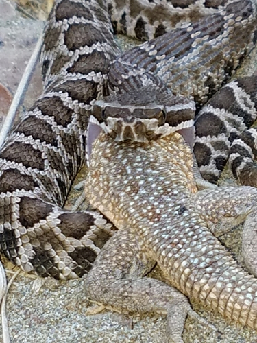Western Rattlesnake, Little Fishermans Cove, Avalon, CA 90704, USA, photo 7 of 10
