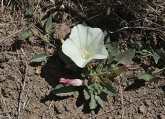 Calystegia subacaulis episcopalis