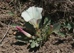 Calystegia subacaulis episcopalis