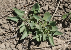 Calystegia subacaulis episcopalis
