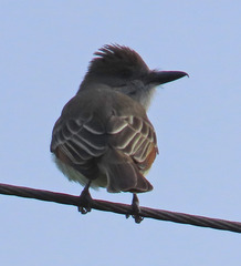 Myiarchus tyrannulus