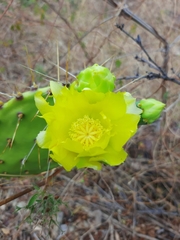 Opuntia guatemalensis