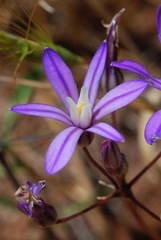 Brodiaea minor