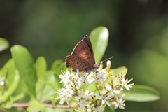 Paralucia pyrodiscus lucida