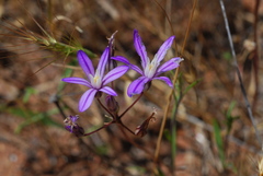 Brodiaea minor